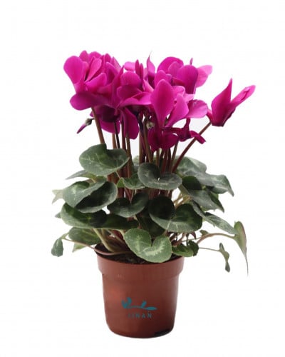 سايكلمن ازهار فوشيه