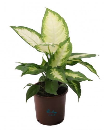 ديفنباخيا كاميلا مركن 12 سم