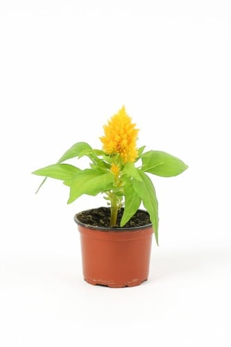 نبتة السالوسيا اصفر