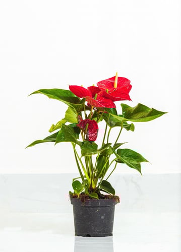 انثوريوم حمراء مركن 17 سم بدون مركن