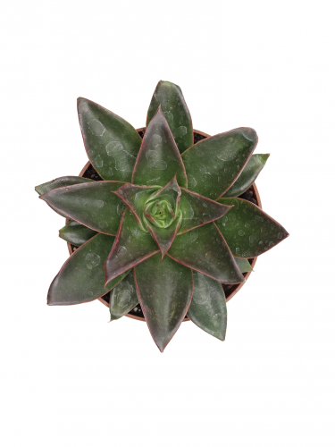 اشفيريا كبيرة مركن 10.5 سم