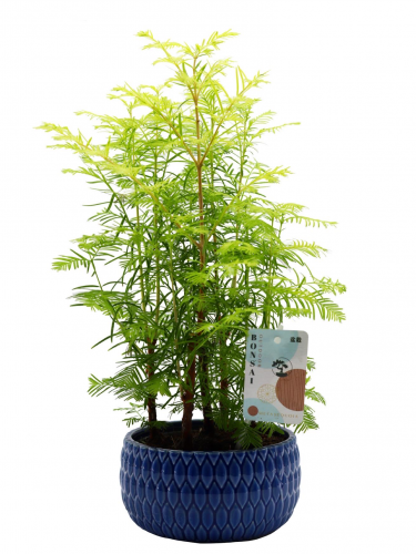 ميتسكويا مركن 20 سم