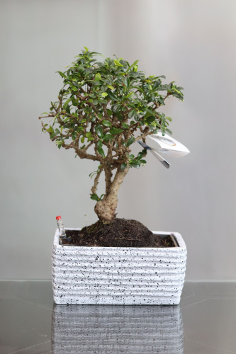 نبتة بونساي كارمونا في مركن ذاتي الري