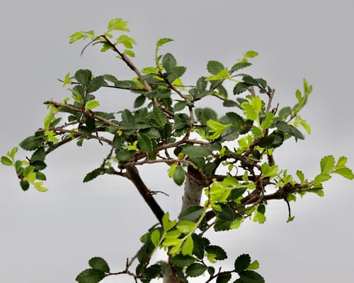 بونساي مركن 12 سم مركن متغير