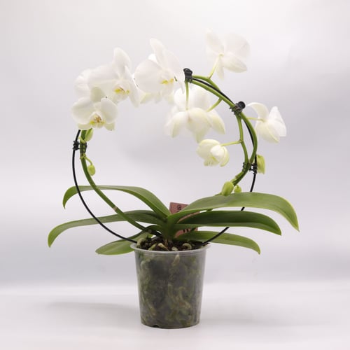 طوق اوركيد ابيض في حوض بلاستيك