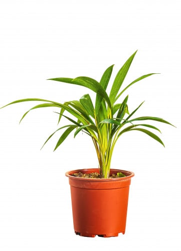 كنتيا مركن 17 سم