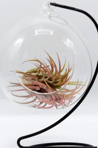 نبتة تيلاندسيا معلقة في حامل دائري