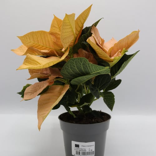 يوفوربيا ( بنت القنصل ) بدون مركن