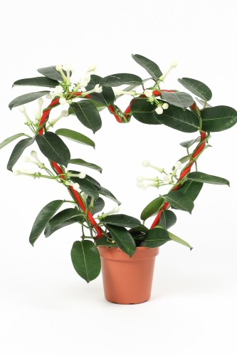 طوق الياسمين ( استيفانتوس )