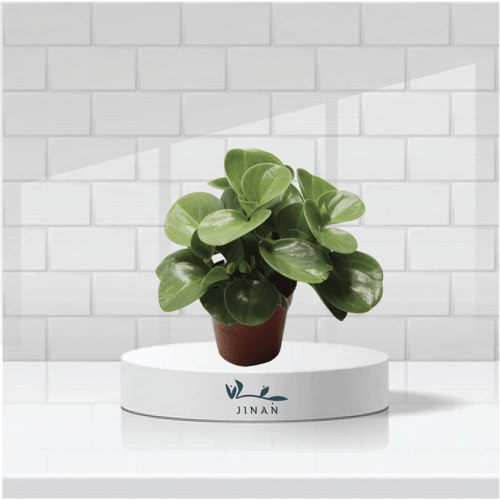 ببروميا مركن 12 سم