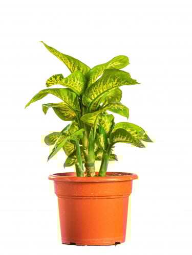 ديفنباخيا تروبك سنو مركن 15 لتر