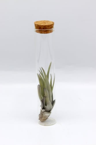 مجموعة التيلاندسيا على قاعدة خشبية