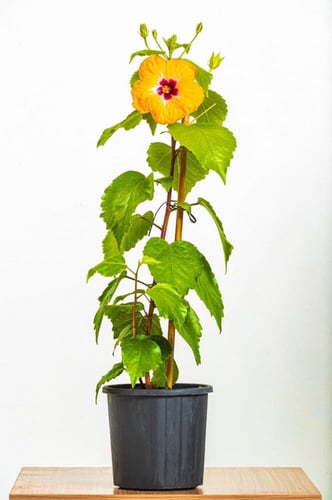 هايبسكس زهور صفراء مركن 24 سم