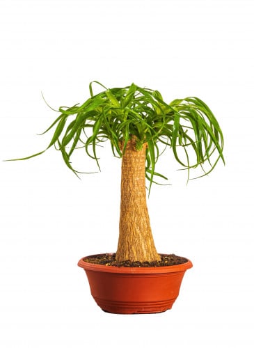 نولينا بوكارينا