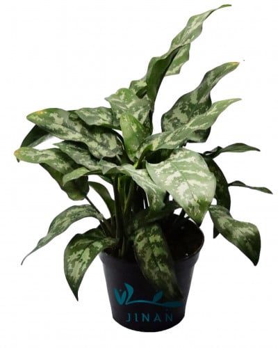 اجلونيما مركن 12 سم