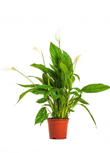 سباثيفلم الأشرعه البيضاء مركن 13 سم