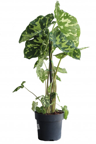 كالوكاسيا مركن 21 سم