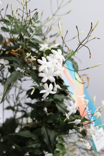 طوق ياسمين مركن 12 سم