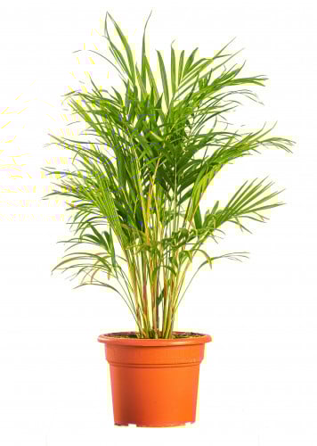 اريكا سوبر مركن 36 سم