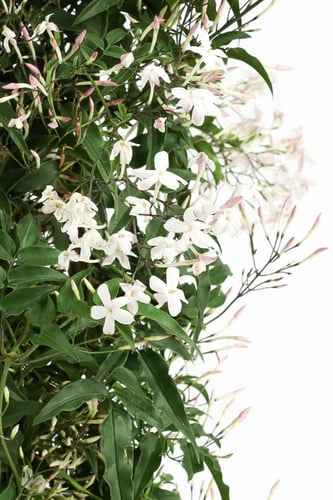 جاسمينا مركن 19 سم