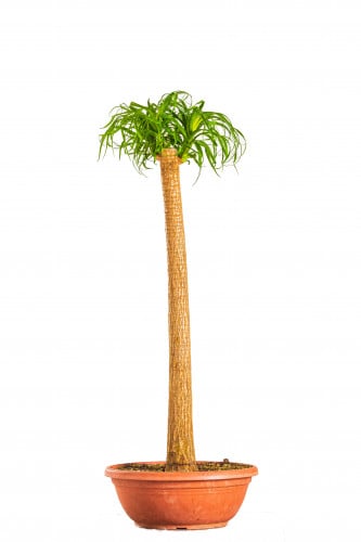 نولينا بوكارينا مستقيمه