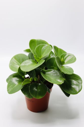 ببروميا مركن 12 سم