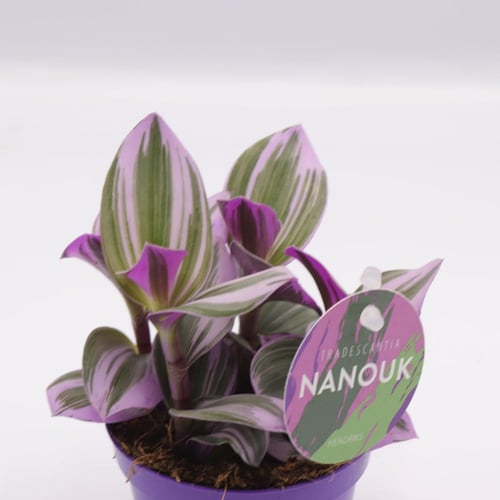 ترادسكانتيا صغيرة