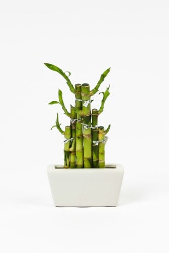 بامبو بمركن سيراميك 14 سم