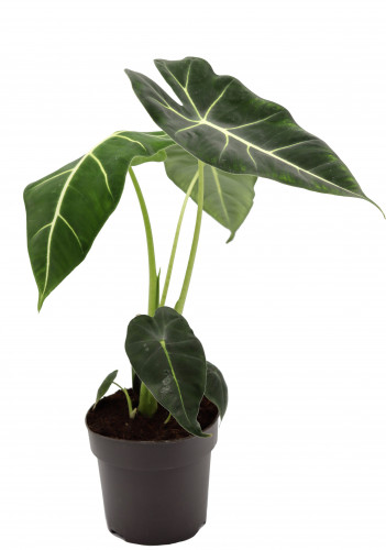 الوكاسيا فريديك مركن 14 سم