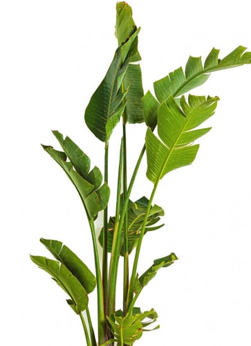 عصفور الجنه مركن 15 لتر