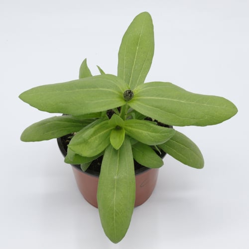 زينيا مركن 9 سم