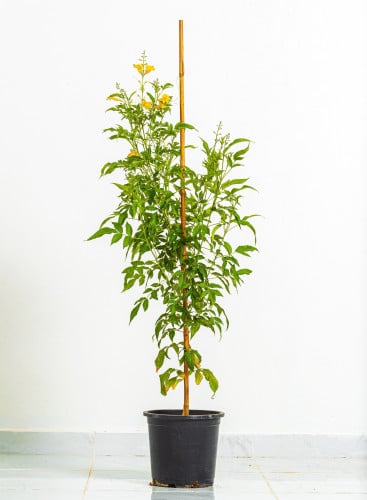 تيكوما مركن 27 سم