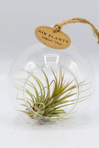 نبتة تيلاندسيا في فازة زجاجية قابلة للتعلق