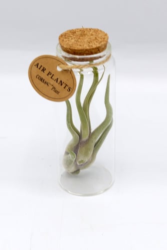 نبتة تيلاندسيا في فازة زجاجية صغيرة