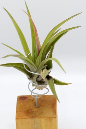 نبتة تيلاندسيا بقاعدة خشبية