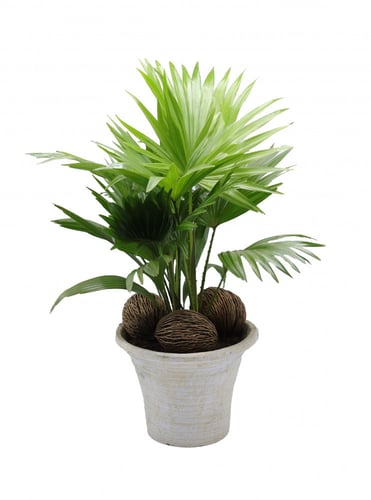 نخلة ليفستونا روتانديفوليا مع حجر زينة في مركن 19...