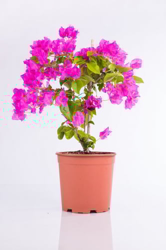 جهنميه عود واحد زهري