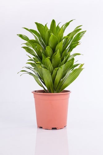 دراسينا كومباكتا هيد 1 عود مركن 17 سم