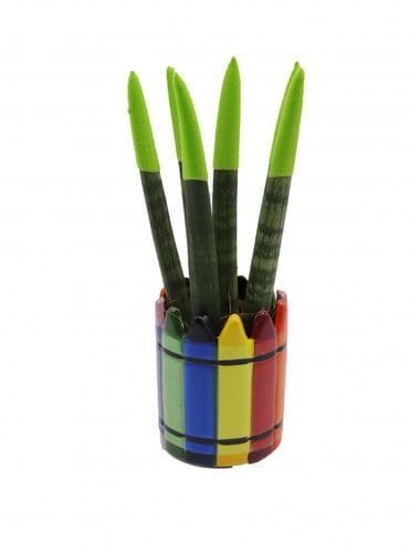 سنسيفيريا اصابع الوان بأصيص سيرايمك ملون