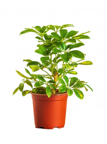 شفليرا مركن 21 سم