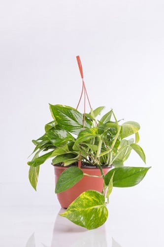 بوتس علاقى كبير مركن 22 سم