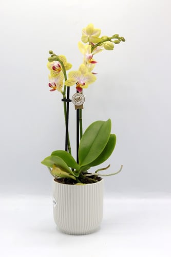 نبتة اوركيد اصفر بحوض بلاستيك مركن 9 سم