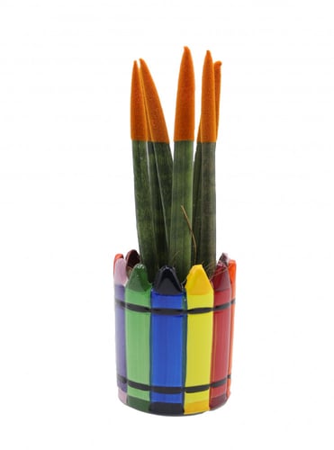 سنسيفيريا اصابع الوان بأصيص سيرايمك ملون