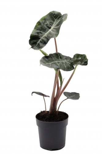 فيلودندرون بينك دراجون مركن 11 سم