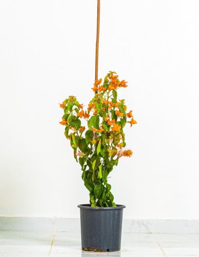 جهنميه 1 عود زهور برتقاليه مركن 27 سم