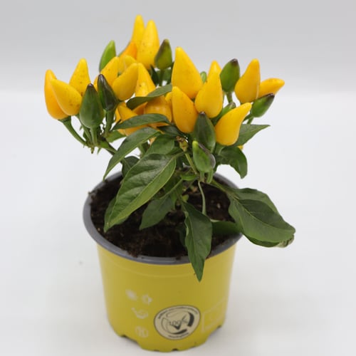 نبتة فلفل زينة مركن 12 سم