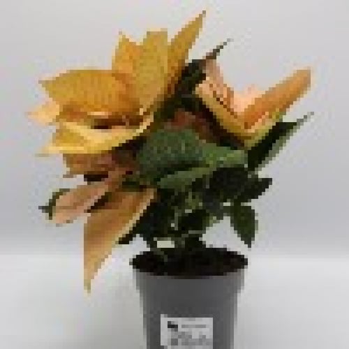 يوفوربيا ( بنت القنصل ) بدون مركن