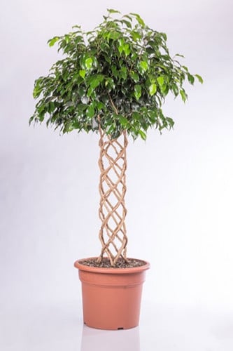 فيكس بنجامينا دانييل مجدول 4 بوصة مركن 20 لتر