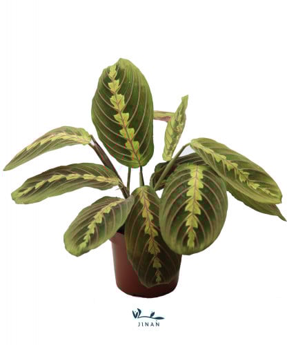 كلاثيا مارانتا مركن 12 سم