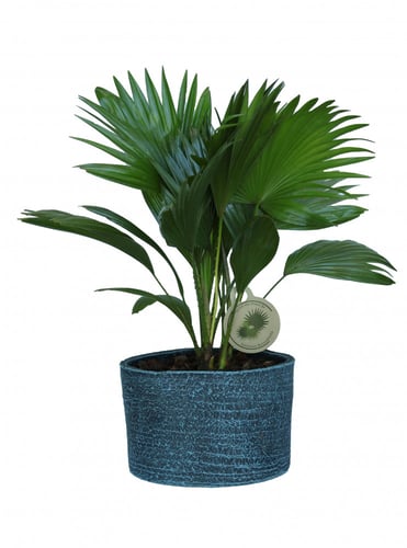 نخلة ليفستونا روتانديفوليا مع حجر زينة في مركن 22...